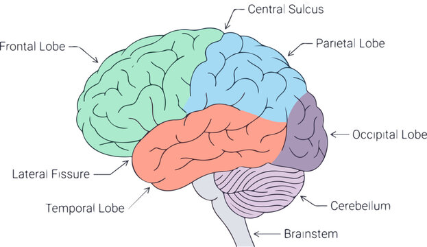 Anatomical diagram of the human brain lobes Vector