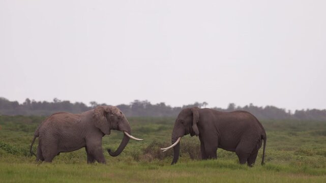 Two African elephants engaged in a physical confrontation in Amboseli National Park, Kenya, displaying natural territorial and social behavior.