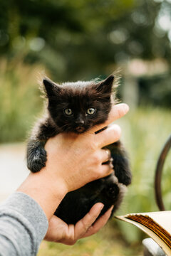 Cute fluffy black kitten with grey eyes being held by human hand outdoors, bokeh background