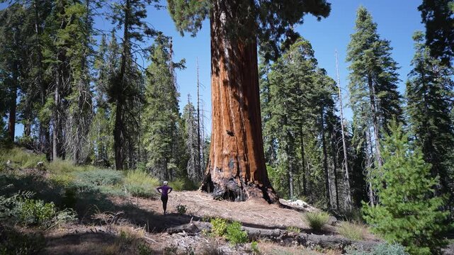 A senior woman embraces the charred remains of sequoia trees while hiking in Sequoia National Monument in California.