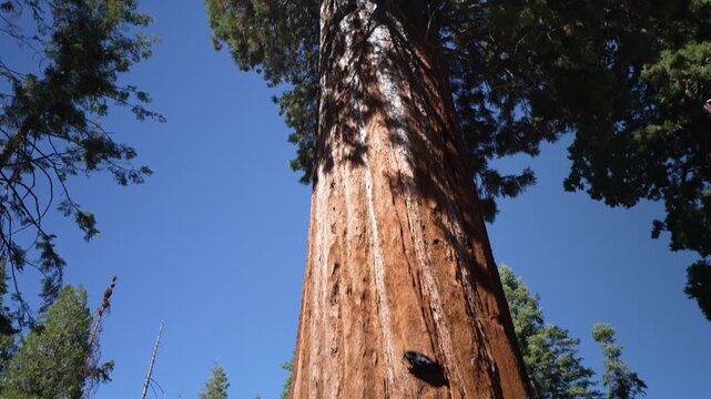 Senior woman observes and hugs the remains of charred sequoia trees in Sequoia National Monument in California, expressing love for nature.