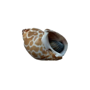 A spirally shaped shell with a speckled, beige color, isolated on white background.
