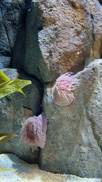 Two pink sea anemones displaying delicate feeding tentacles anchored on vertical underwater rock face