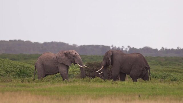 Two African elephants engaged in a physical confrontation in Amboseli National Park, Kenya, displaying natural territorial and social behavior.
