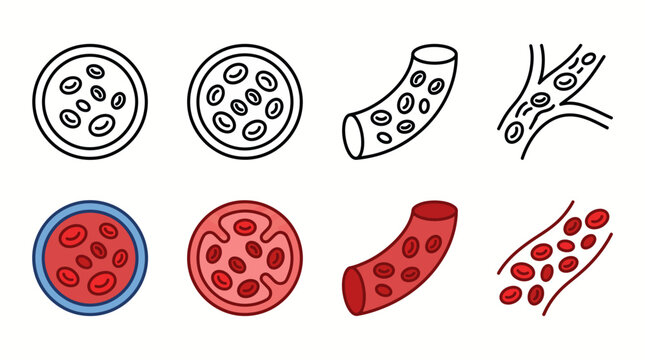 Medical Vector Illustration of Human Blood Vessels and Erythrocytes in Cross-Section and Longitudinal View