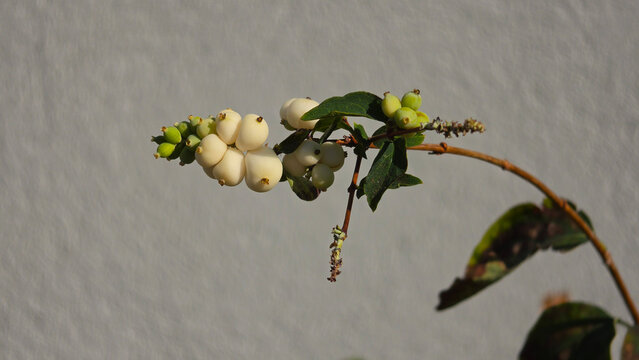 Branch of common snowberry plant featuring clustered white fleshy berries and green leaves against a textured grey background