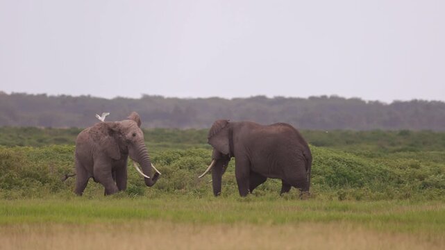Two African elephants engaged in a physical confrontation in Amboseli National Park, Kenya, displaying natural territorial and social behavior.