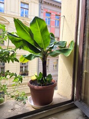 windowsil with banana and tomatoe plants © Anna