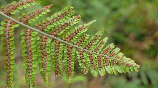 Detailed close-up of mature brown sori on the underside of a fern frond, gently moving in the breeze. Norway, Alver. September
