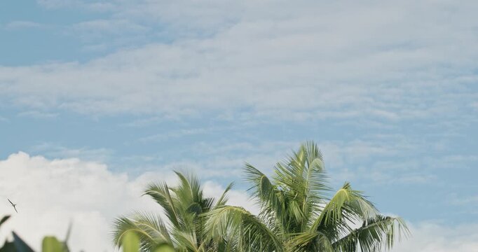 Asian palm swift birds flying high in the sky, outlined against a soft cloudy backdrop in the evening light. Sri Lanka, Unawatuna. Slow motion. Cypsiurus balasiensis