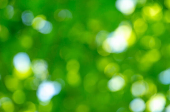 Green bokeh background from nature forest out of focus