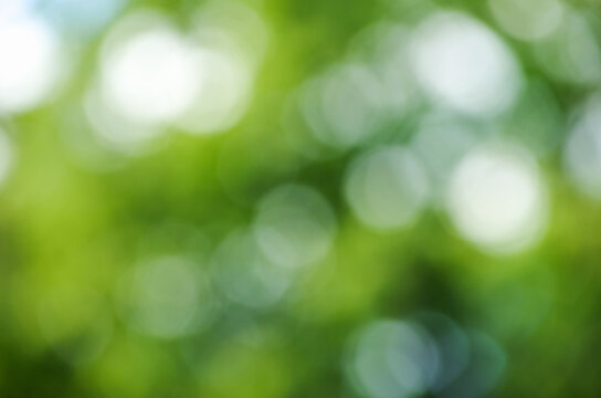 Green bokeh background from nature forest out of focus