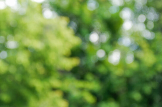 Green bokeh background from nature forest out of focus