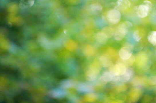 Green bokeh background from nature forest out of focus
