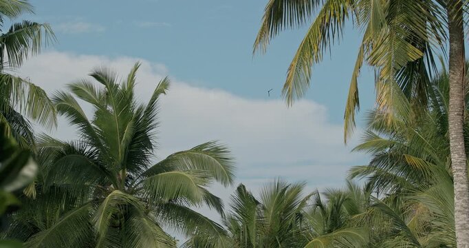 Asian palm swift birds flying high in the sky, outlined against a soft cloudy backdrop in the evening light. Sri Lanka, Unawatuna. Slow motion. Cypsiurus balasiensis