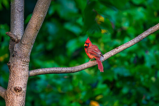 Cardinal on the Branch