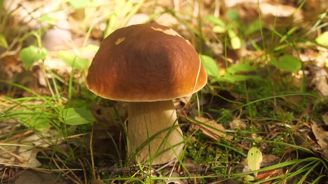 A beautiful mushroom grows in the forest.