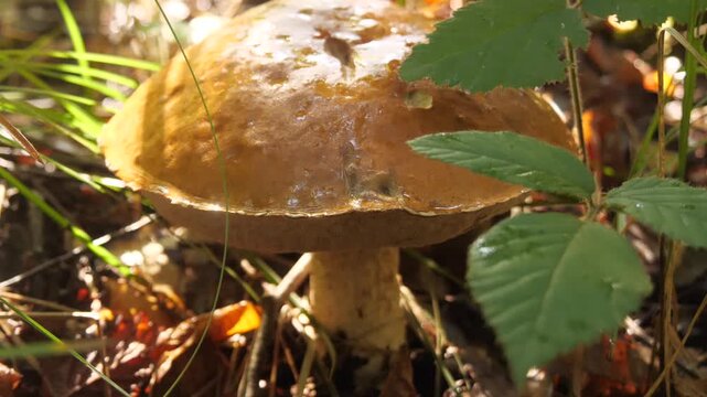 A beautiful mushroom grows in the forest.