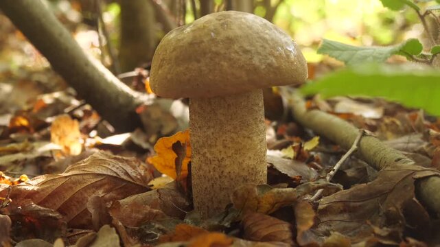 A beautiful mushroom grows in the forest.