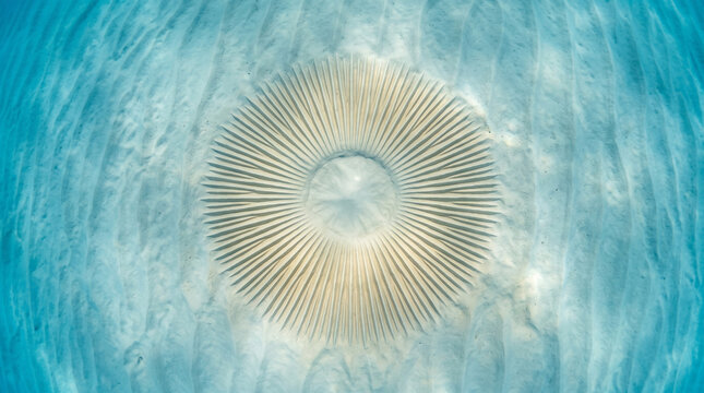 Pufferfish nest circle pattern on sandy ocean floor underwater aerial view