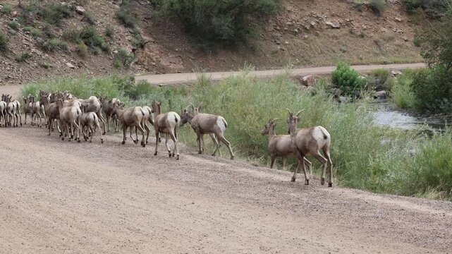 Herd of bighorn sheep ewes with lambs emerging from the water.