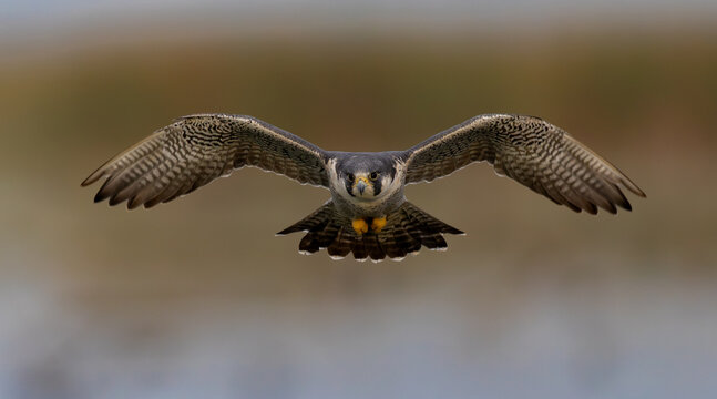 A peregrine falcon in flight 