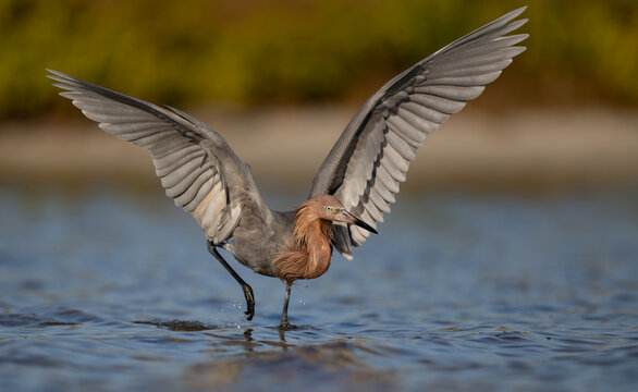 A reddish egret on a beach in Florida 