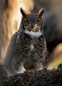 A great horned owl in Florida 
