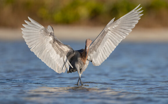 A reddish egret on a beach in Florida 