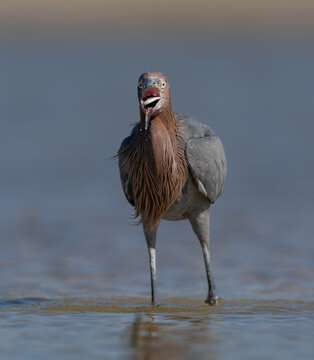 A reddish egret on a beach in Florida 