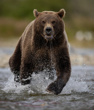 Brown bear fishing for salmon in Alaska 