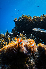 Pair of clownfish ocellaris swimming in orange sea anemone on coral reef. © PIPE DIVE UNDERWATER