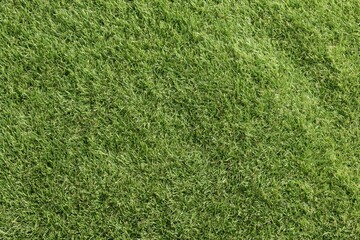 Fototapeta premium The Grass Closeup: Verdant Texture Across a Fresh Lush Lawn