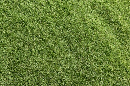 The Grass Closeup: Verdant Texture Across a Fresh Lush Lawn