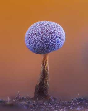 Slime mold - Physarum album, it's a small protist organism