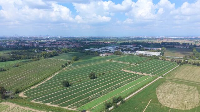 Agricultural Landscape with Rows of Crops zucchini 