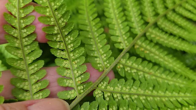 Hand holding and slowly turning a fern frond to reveal young pale sori on the underside of the leaf in a natural forest. Norway, Alver. September
