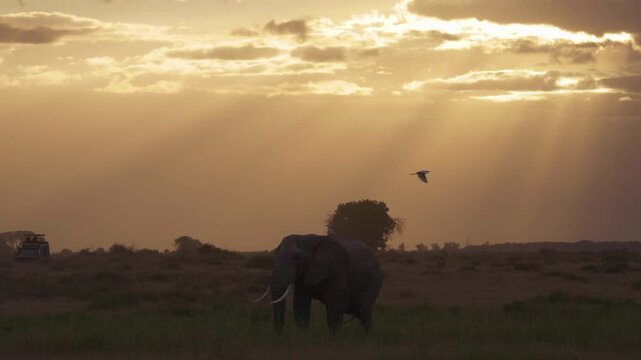 African elephant silhouetted at sunset in Amboseli National Park, Kenya, with a bird flying above it against the warm evening sky.