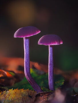 Two amethyst deceiver mushrooms - Laccaria amethystina in the moss with a forest in the background