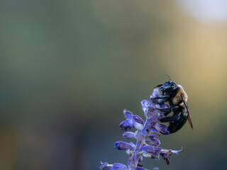 Close-up macro photographs of a carpenter bee feeding and collecting nectar from purple flowers. © Dmytro