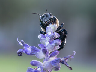 Close-up macro photographs of a carpenter bee feeding and collecting nectar from purple flowers. © Dmytro