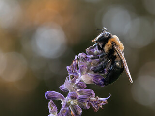 Close-up macro photographs of a carpenter bee feeding and collecting nectar from purple flowers. © Dmytro