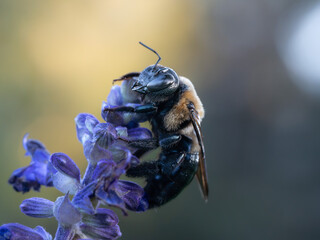 Close-up macro photographs of a carpenter bee feeding and collecting nectar from purple flowers. © Dmytro
