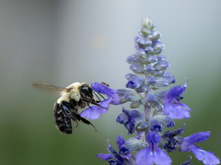 Close-up macro photographs of a carpenter bee feeding and collecting nectar from purple flowers. © Dmytro