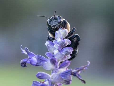 Close-up macro photographs of a carpenter bee feeding and collecting nectar from purple flowers.