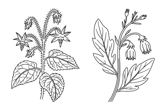 Detailed line art illustration of borage and tomato plants with botanical