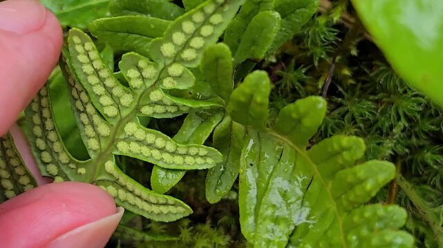 Hand slowly turning a wet Polypodium fern leaf to reveal its sori and raindrops on the foliage. Norway, Alver. September
