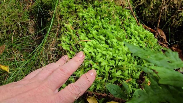 Hand slowly moving across soft green moss covering an old tree root in a damp forest after rain. Norway, Alver. September
