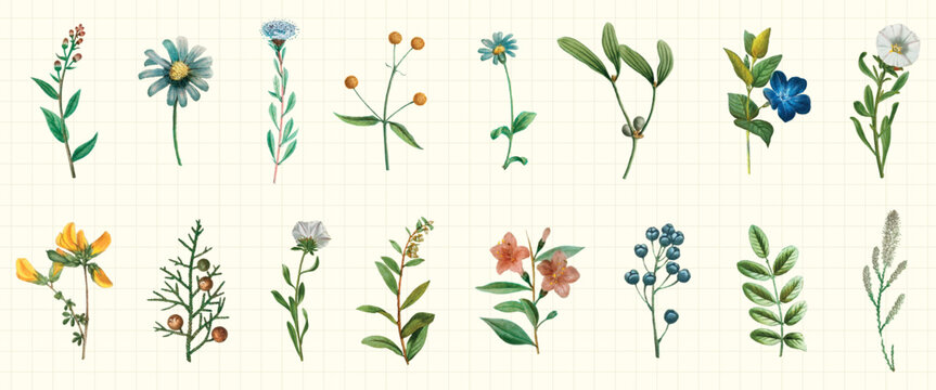 Vector illustration of various botanical elements and flowers on a grid background.