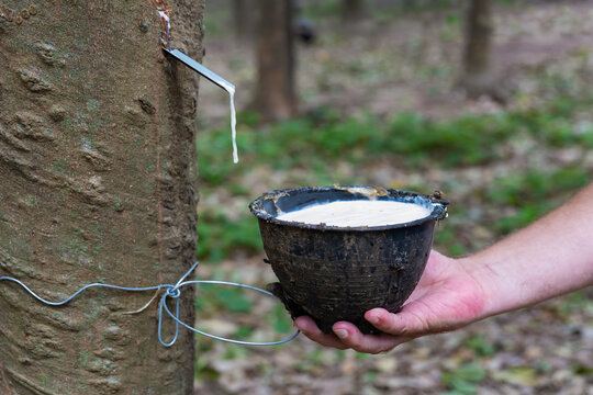 Close-up hand holding a cup collecting natural rubber latex harvested from a rubber tree trunk. Natural rubber production and sustainable agricultural harvesting in a rubber tree farm.